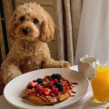 426 Pet-Friendly Hotels in London: Where to Find the Best Staycation for You and Your Dog